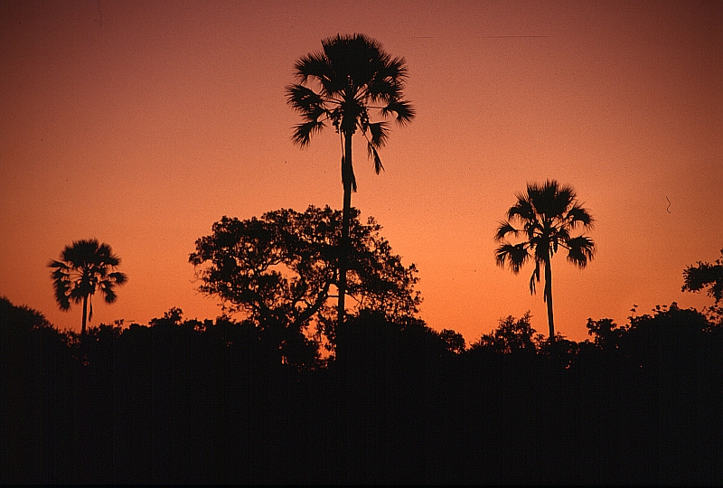 37Okavango