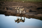 10Etosha