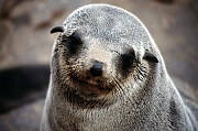 20CapeCrossSeal